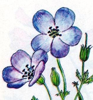 geranium sylvaticum